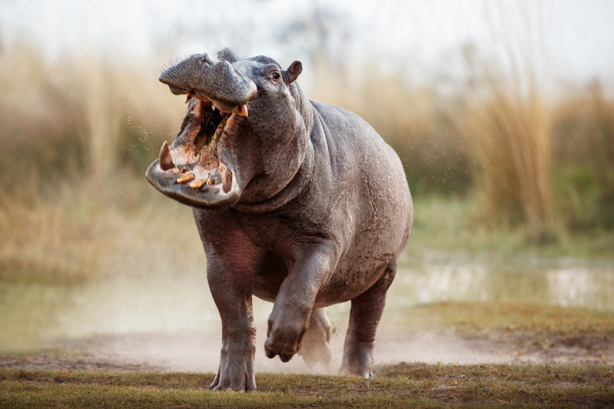 How Fast Can a Hippo Run