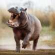 How Fast Can a Hippo Run?