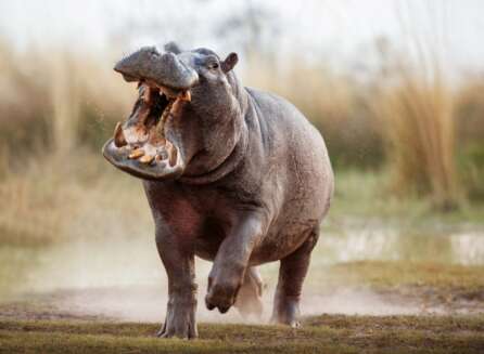 How Fast Can a Hippo Run