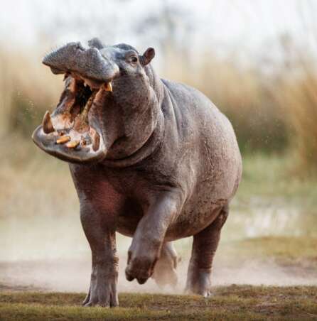 How Fast Can a Hippo Run