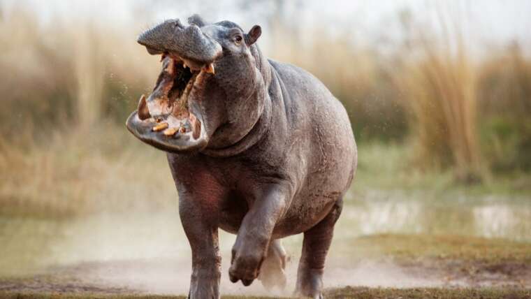 How Fast Can a Hippo Run