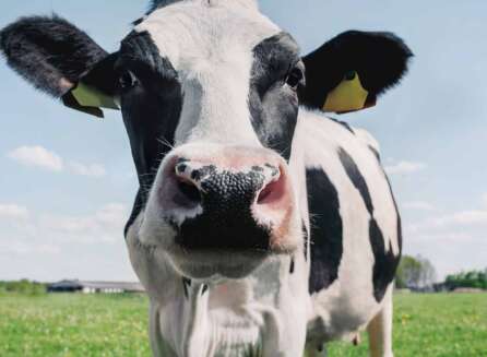 how fast can a cown run?