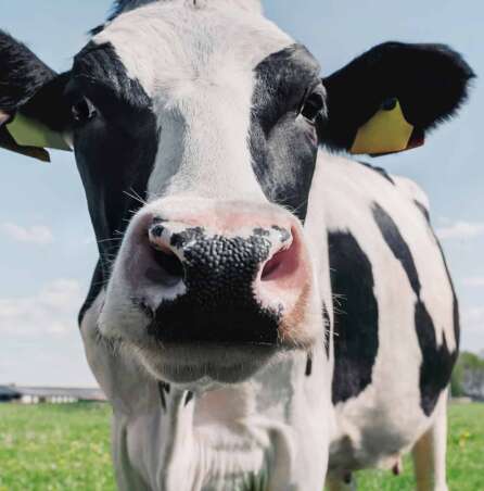 how fast can a cown run?